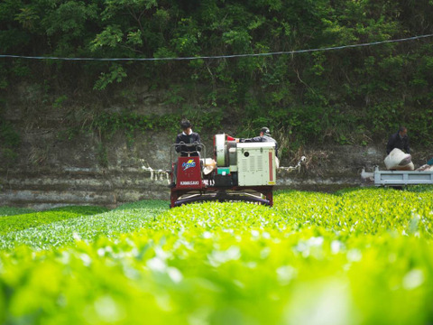 200g×2袋★茶農家が一番茶100％でつくった深蒸し茶★サッと淹れてゴクゴク飲める「一番摘み」