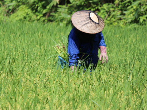 天皇献上米のコシヒカリ（特別栽培米）白米9kg