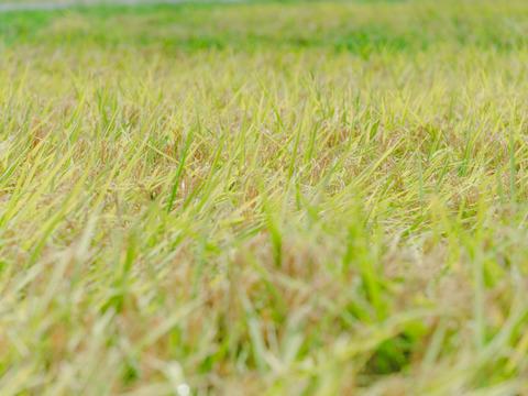 令和8年米　特別栽培米コシヒカリ 10㎏