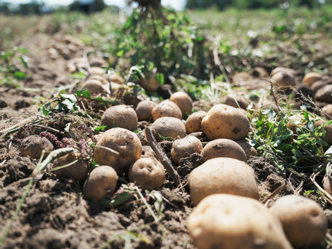 【ホクホク系・じゃがバター最高！】じゃがいもキタアカリ 5㎏