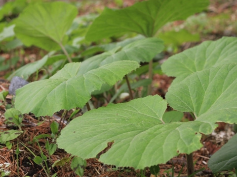 【ミケロン吉永様専用商品】天然  山フキ　2kg