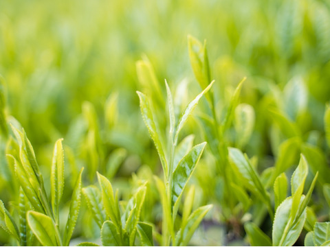 川根和紅茶 ティーバッグ 5g×10個入×６袋セット（宅急便）