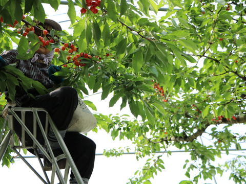 佐藤錦 1kg×２箱（L・Mサイズ混合）｜山形県東根産《家庭用バラｐ詰め》