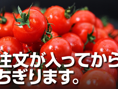 【冬ギフト】【極み】希少な高濃度フルーツトマト　ソムリエミニトマト　プラチナ１.5kg（９０玉～１５０玉）