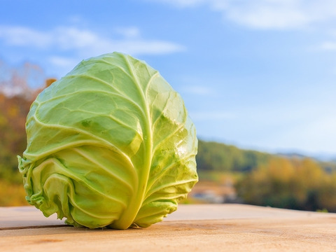 【期間限定！】大人気♪甘くて柔らか美味しさ感動級♪グリーンボール５玉