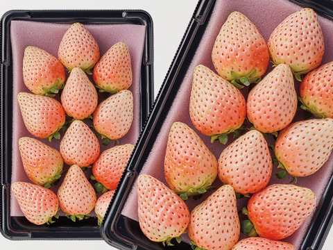 上品な甘さ！長野県産『雪桜』280g×２p