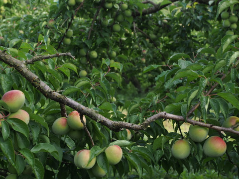 とにかく安く買いたいに！大きな傷あり紀州南高梅 青梅 【2kg】