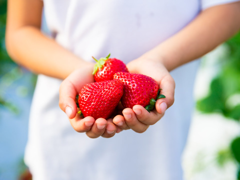 【ご予約商品】【ギフト可】完熟いちご化粧箱入り【24粒～33粒】