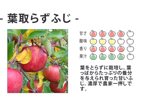 【ジューシー&甘味】味重視の方へ！個性豊かなイチ押しりんごギフト🍎 / 葉取らずサンふじ14~20玉（5kg）