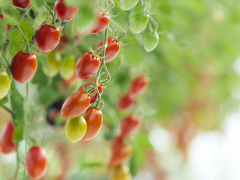 ★野菜ソムリエサミット2025金賞受賞商品★高糖度！【マスカットのようなフルーツトマト】ママ姉妹が作る〝美甘トマト〟　1キロ