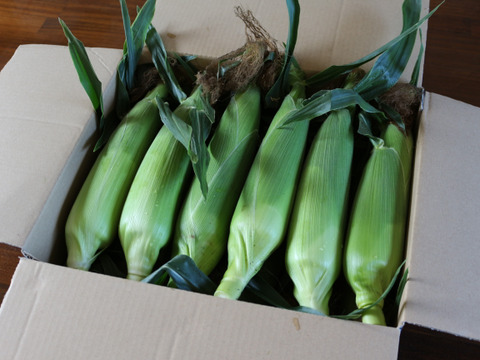 千葉市食のブランド「千」認定　三ツ星コーン12本入り