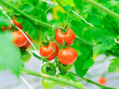 贈答用♪　島根県江津市産☆　　スパルタ生まれの笑ちゃん（１ｋｇバラ入り）　熨斗対応可能