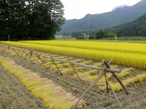 北アルプス山麓　自然栽培米　天日干し　朝日　白米3㎏
