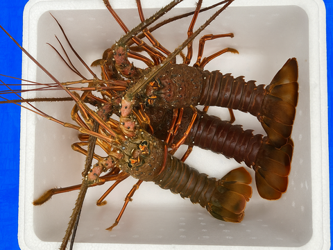 「伊勢海老」300ｇ～500ｇサイズを３匹か4匹合計1キロ弱