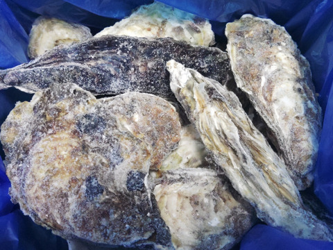 【水産庁補助事業　送料無料】🦪  生食用１ｋｇ 殻付き 牡蠣 急速凍結 ❄️ 牡蛎 kaki カキ 松島牡蠣屋直送 🔥 BBQ・海産物に！😋冷凍牡蠣 貝類 二枚貝 B