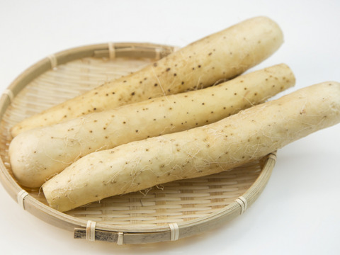 長芋　秋田で採れた約1000g（予約販売）世界遺産白神山地付近産