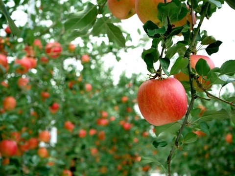 つがる　5㎏13～20玉【ASIAGAP認証農場：津軽農園】9月上旬頃収穫　青森りんご　農家直送