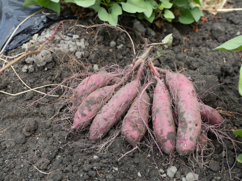 【夢シルクたっぷり満足４.５キロBOX】上品な甘みと、シルクのような滑らさ！大阪産さつまいも