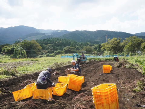 【シルクスイートとったど～！】シルクスイート10ｋｇ(箱入)　１１月以降～発送予定！　熟成期間１ヶ月超！　さつまいも！