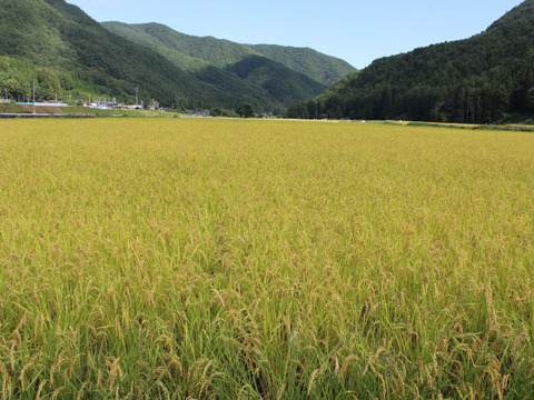 令和４年産　自然栽培米【認定米こしひかり】芳醇なやさしい味わい！『胚芽米5㎏＋白米5㎏セット』小里米！