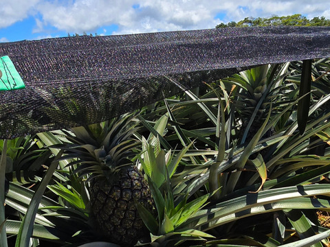 パインの最高峰🍍ジューシーで極上の甘さ！沖縄県産『ゴールドバレル』（大玉）2玉  4.0kg~