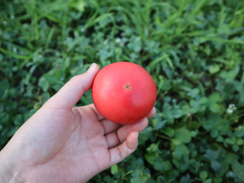 超濃厚な甘み！北海道壮瞥町産中玉トマト スイート約2.7kg