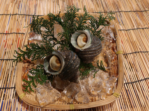年内限定サザエ2個付 新商品 獲れたて朝出荷 徳島の旬 鮮魚box 3種 徳島県産 食べチョク 農家 漁師の産直ネット通販 旬の食材を生産者直送