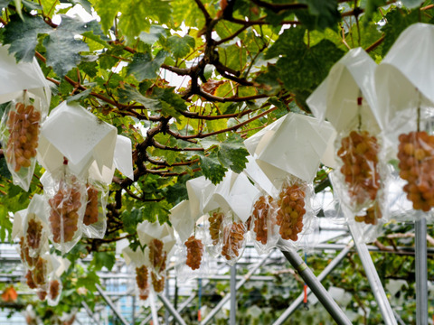 【ヌーベルローズ3房/750g以上】