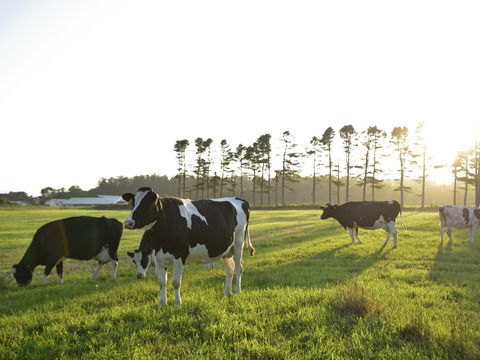 【冬ギフト】十勝オーガニック牛乳900ml×6本　有機・グラスフェッド・A2ミルク・ノンホモ・低温殺菌・放牧・北海道十勝・産地直送