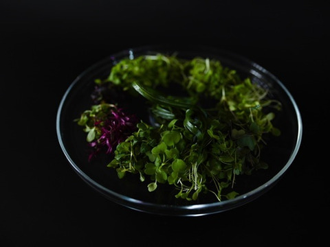 【ミニセルリー】マイクログリーン(7ｇ)成熟野菜の約5倍の栄養価！