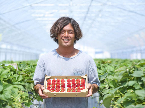 【お中元】朝どれ新鮮夏イチゴ「長野県産」濃厚な味わいのサマーリリカル