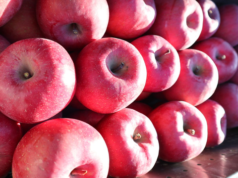 【お待たせしました！】標高730ｍの果樹園からお届け！信州松本育ちのサンふじ🍎りんご　(3kg)【贈答用】