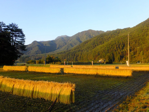 北アルプス山麓　自然栽培米　天日干し　朝日　白米3㎏