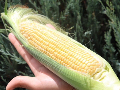 食べ比べセット2セット分（ゴールドラッシュとドルチェドリーム）計20本