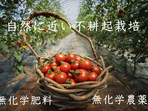 【たいせつなトマト】トマトジュース6本と生のミディトマト650g3袋のセット