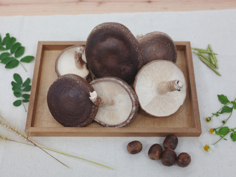 【期間限定】ジューシーで風味豊かな原木しいたけ『生』500g