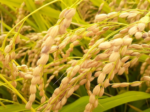 🌾 農薬化学肥料不使用栽培【きぬむすめ】白米5kg （玄米/分つき精米可）