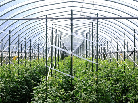 山の恵みがつくる大玉トマト 4kg箱詰め(20～28玉)