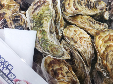 【水産庁補助事業 送料無料】剥き身セット🚚13.3kg 予約販売 【1/7～発送スタート】生牡蠣🦪生食用むき身300g+殻付き牡蠣普通サイズ １３kg（目安78-208個）松島牡蠣屋