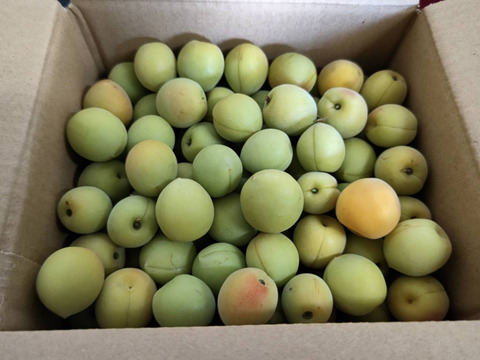 【数量限定】梅1.8kg　梅酒やシロップにも！