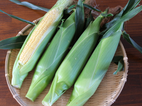 千葉市食のブランド「千」認定　三ツ星コーン12本入り