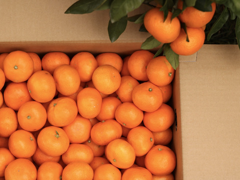 【贅沢食べ比べセット】暁みかん×まどんな【ゲン担ぎ福袋】