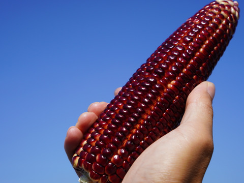 【TVで話題！】赤いとうもろこし〈大和ルージュ〉10本　京都府産