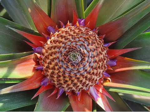 甘さ際立つ！沖縄県産『サンドルチェ』🍍　1玉　1.3kg～