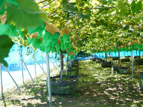 2026年予約販売★シャインマスカット 1～1.2kg（2房）☆農場イチオシ！パリッと新鮮、香り豊かな大粒シャインマスカットです。種なし、青森県産、贈答、ギフト、家庭用にも