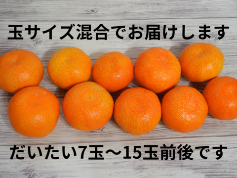 夏に美味しい唐津の極上みかん♡おためしサイズ「ハウスみかん」700g
