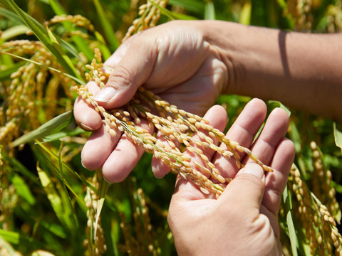 山形県産　はえぬき　玄米　4kg