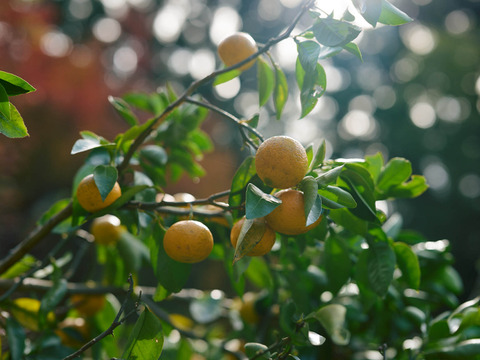 完熟ゆこう　5000g
生産量が少なくスーパーでは出回らない「幻の果実」京都の料亭では欠かせない存在であり、近年はヨーロッパのシェフたちにも愛さるローカル柑橘