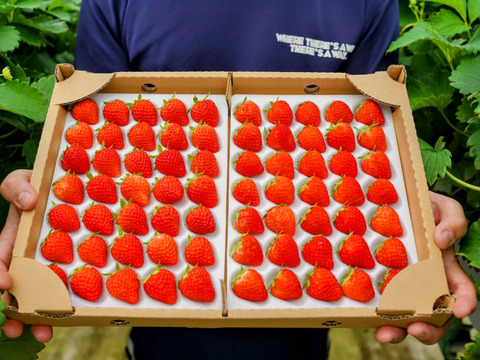 【濃いいちご🍓】M-Sサイズ（60-70）粒入り　冬仕立て　あまひめ｜自然の力で育つ、心と体が喜ぶ濃厚いちご〈信州産〉