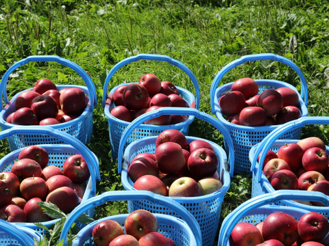 【完売】つがる 早生りんごのいちばん人気！ 家庭用 5kg（12～26個）